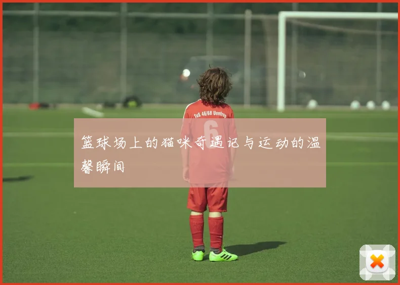 篮球场上的猫咪奇遇记与运动的温馨瞬间